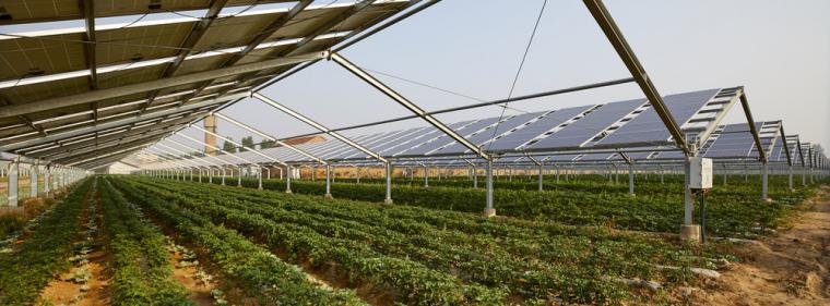Enerige & Management > Photovoltaik - Impulspapier sieht große Chancen für Agri-PV